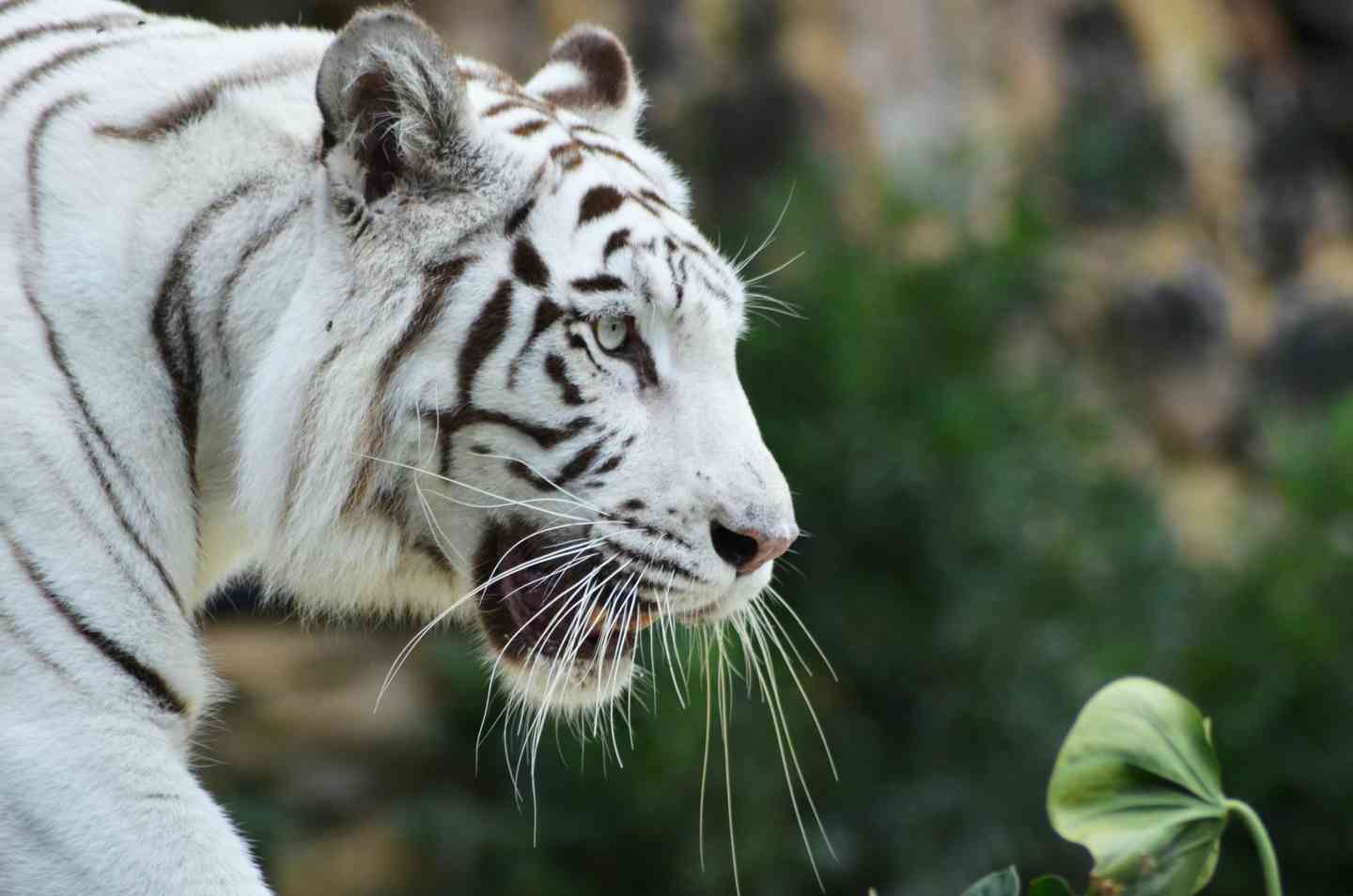 Từ Vựng Bài Đọc Bring Back The Big Cats