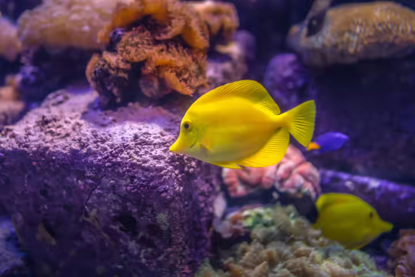 IELTS Speaking part 1 - Topic Fish: Bài mẫu và từ vựng