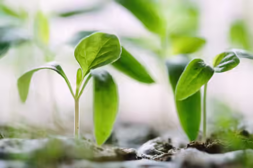 IELTS Speaking part 3 - Topic Grow Plants: Bài mẫu và từ vựng
