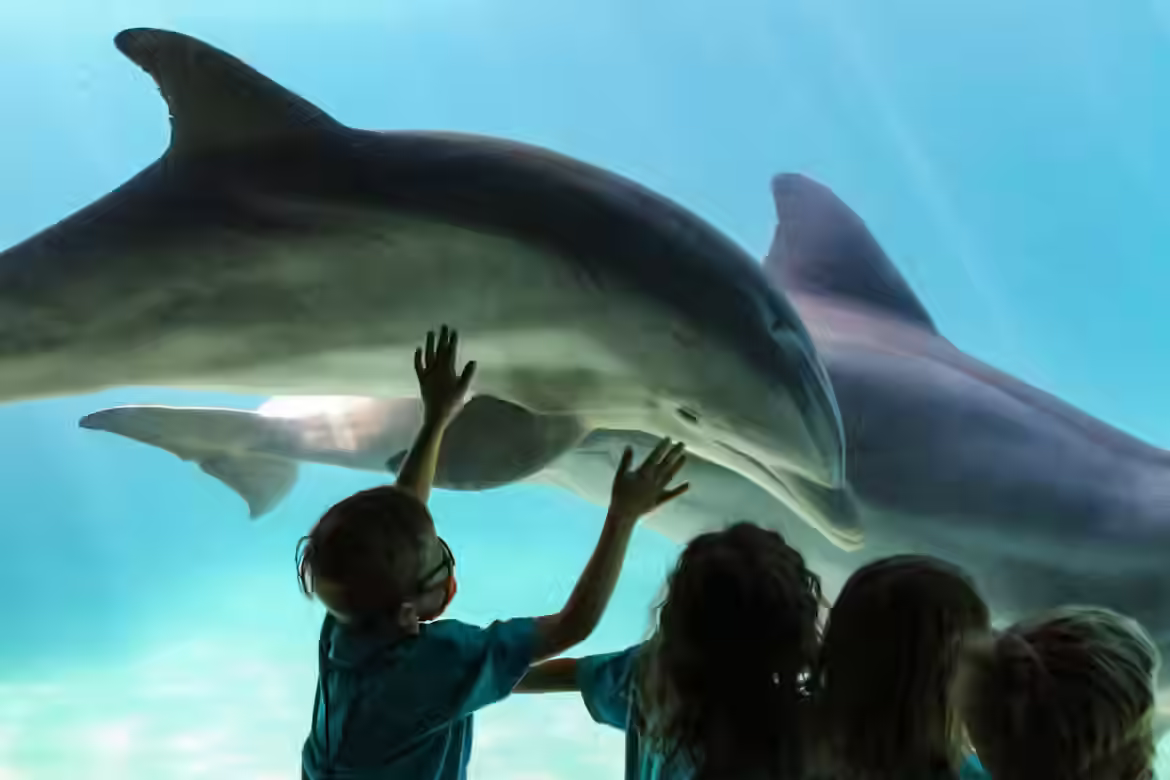 IELTS Speaking part 3 - Topic Where to See Animals: Bài mẫu và từ vựng
