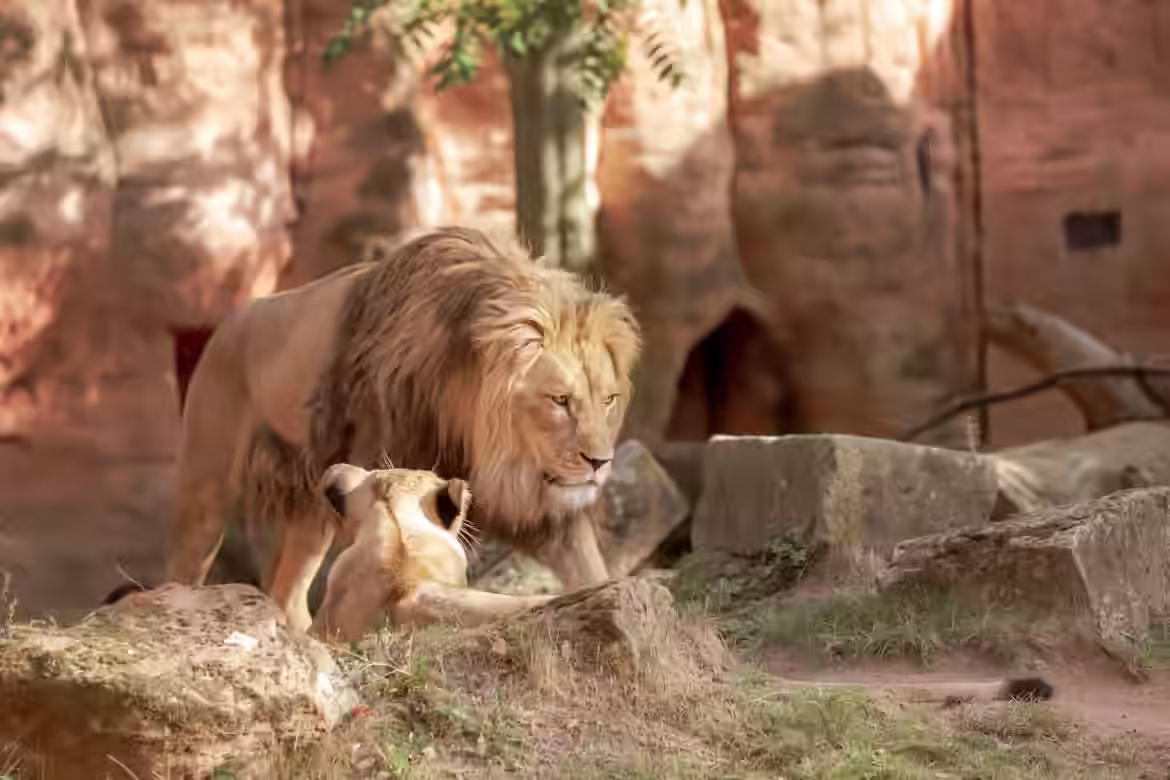 Bài mẫu IELTS Speaking part 2: Describe a place where you saw many animals