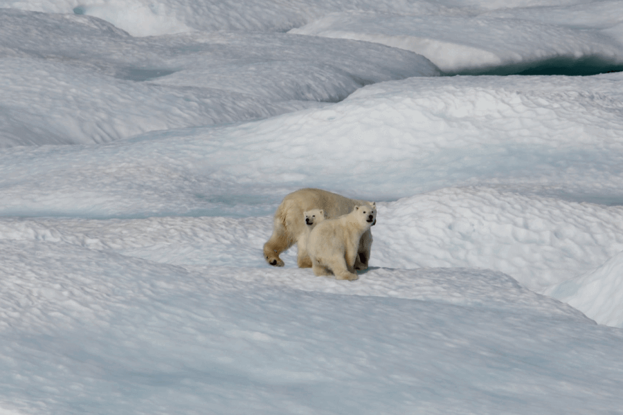 Reducing The Effects Of Climate Change IELTS Reading Answers with Explanation