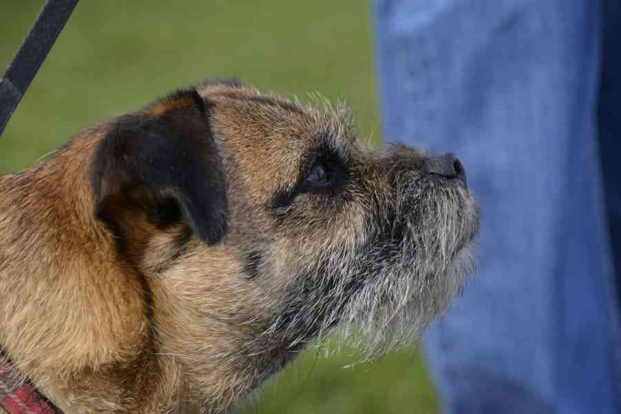 A new role for livestock guard dogs IELTS Reading Answers with Explanation