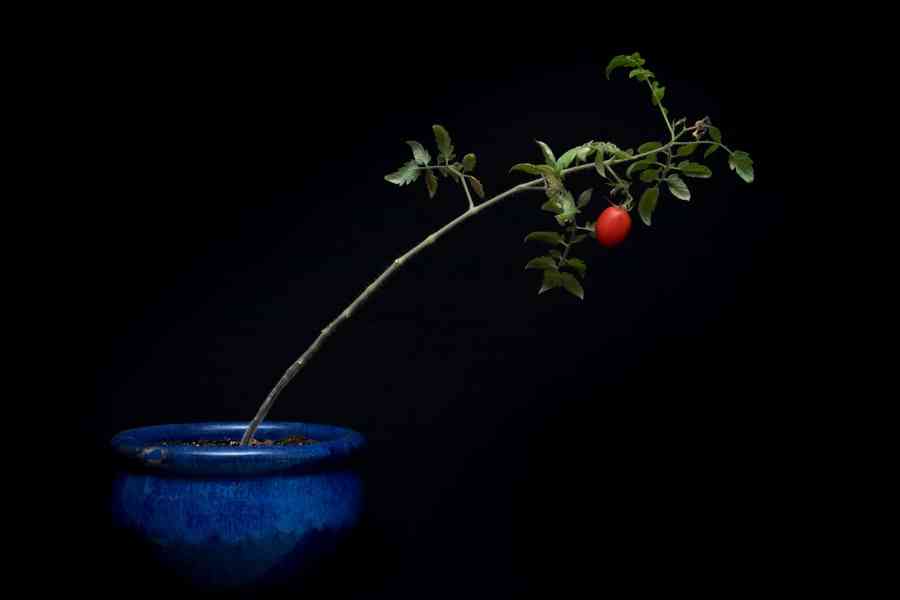 Từ Vựng Bài Nghe The increase in loneliness