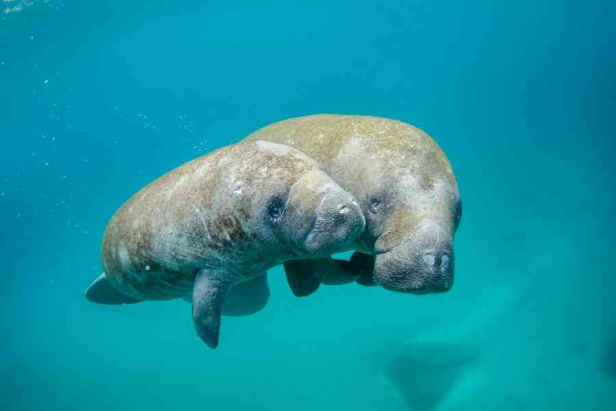 Manatees IELTS Reading Answers with Explanation
