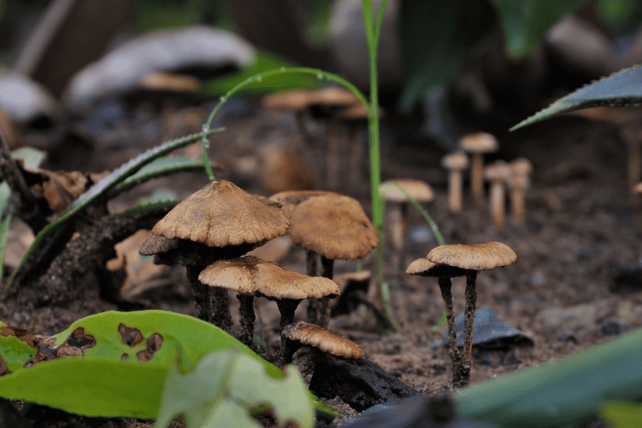 Từ Vựng Bài Nghe Picking wild mushrooms