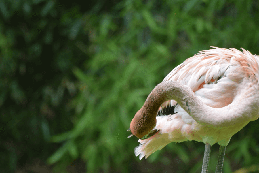 Pinder’s Animal Park IELTS Listening Answers With Audio, Transcript, And Explanation