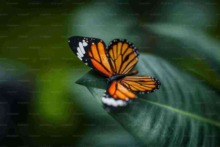 The Impact Of Climate Change On Butterflies In Britain IELTS Reading Answers with Explanation