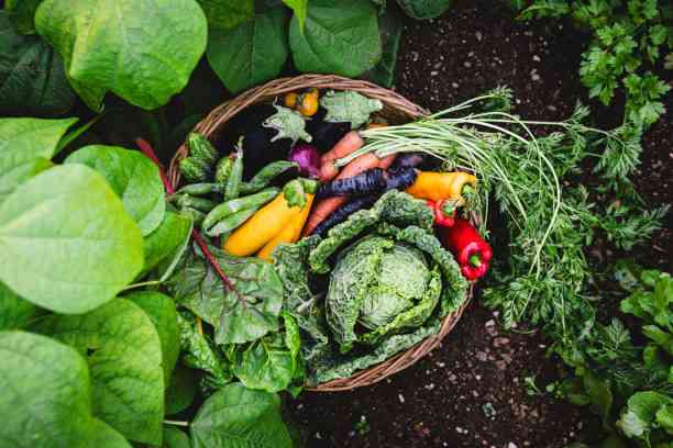 IELTS Speaking part 3 - Topic Growing Vegetables: Bài mẫu và từ vựng