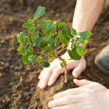 Từ Vựng Bài Nghe Tree planting