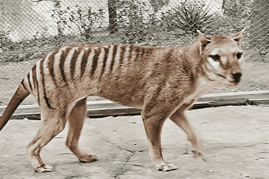 Từ Vựng Bài Đọc The Thylacine
