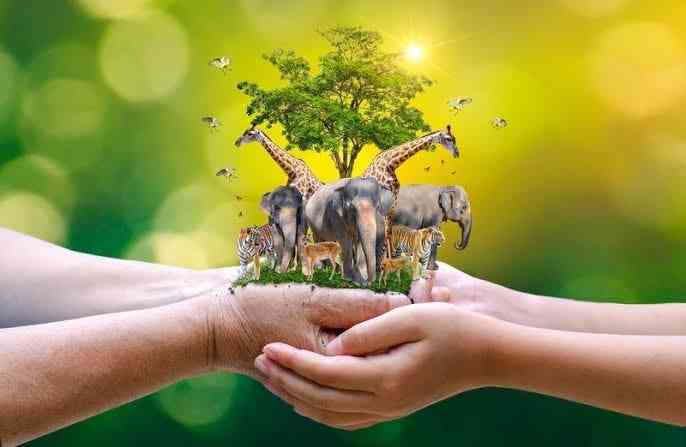 Real IELTS Writing Task 2 - Topic Plants & Animals (Wildlife conservation) & sample band 8.5+
