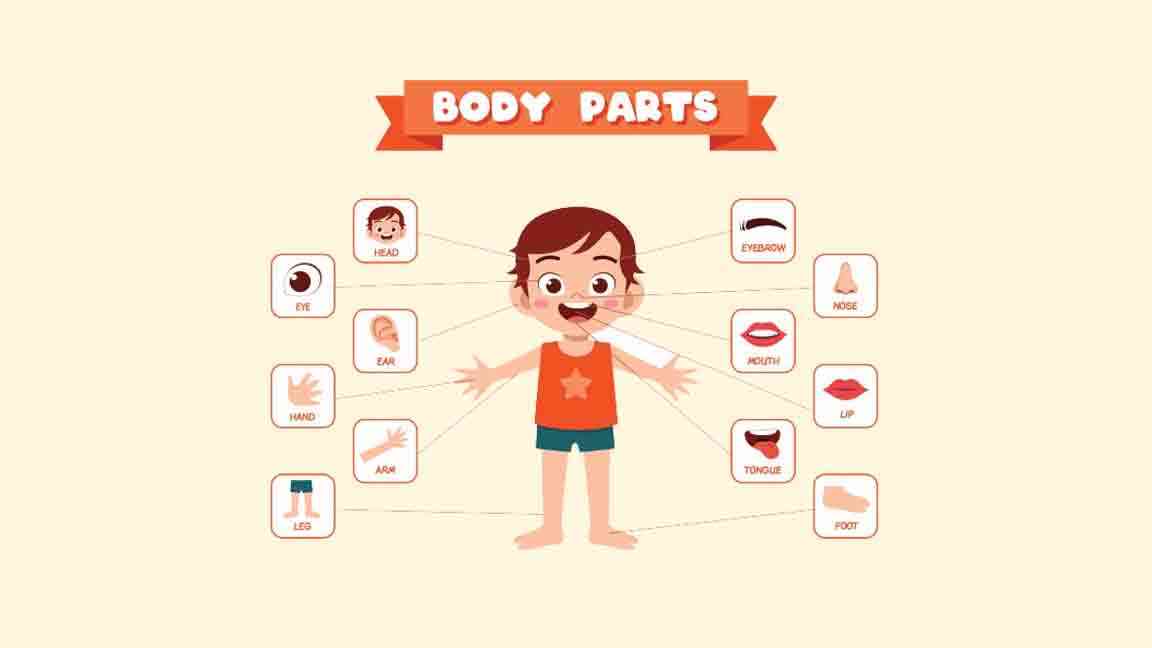 Talk About Body - IELTS Speaking Sample Answers & Vocabulary