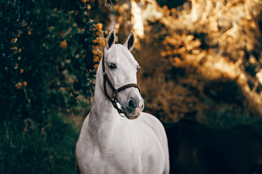 The White Horse Of Uffington IELTS Reading Answers with Explanation