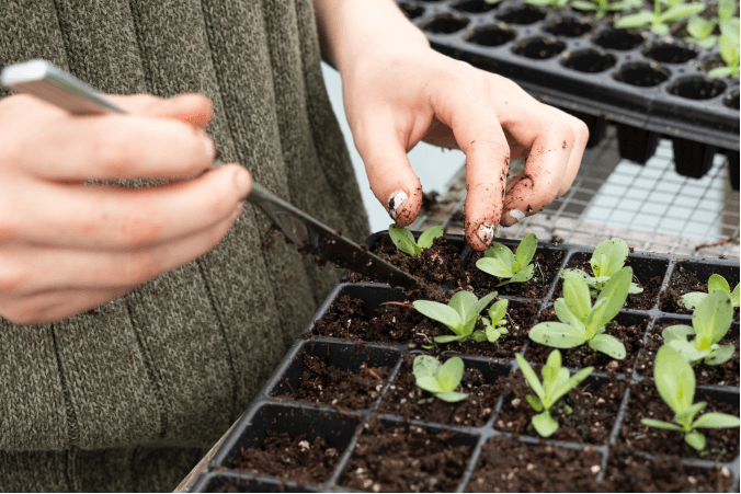 Từ Vựng Bài Nghe Working In The Agriculture And Horticulture Sectors