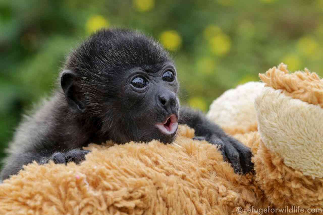 Từ Vựng Bài Đọc Monkeys And Forests