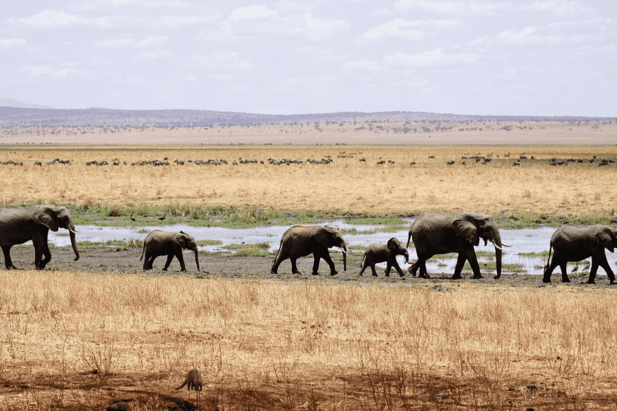 Từ Vựng Bài Nghe Elephant translocation