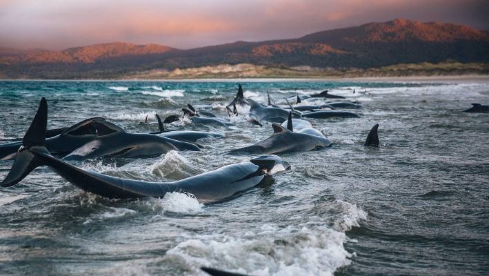 Từ Vựng Bài Đọc Whale Strandings