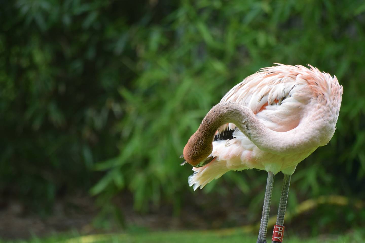 Từ Vựng Bài Nghe Pinder’s Animal Park