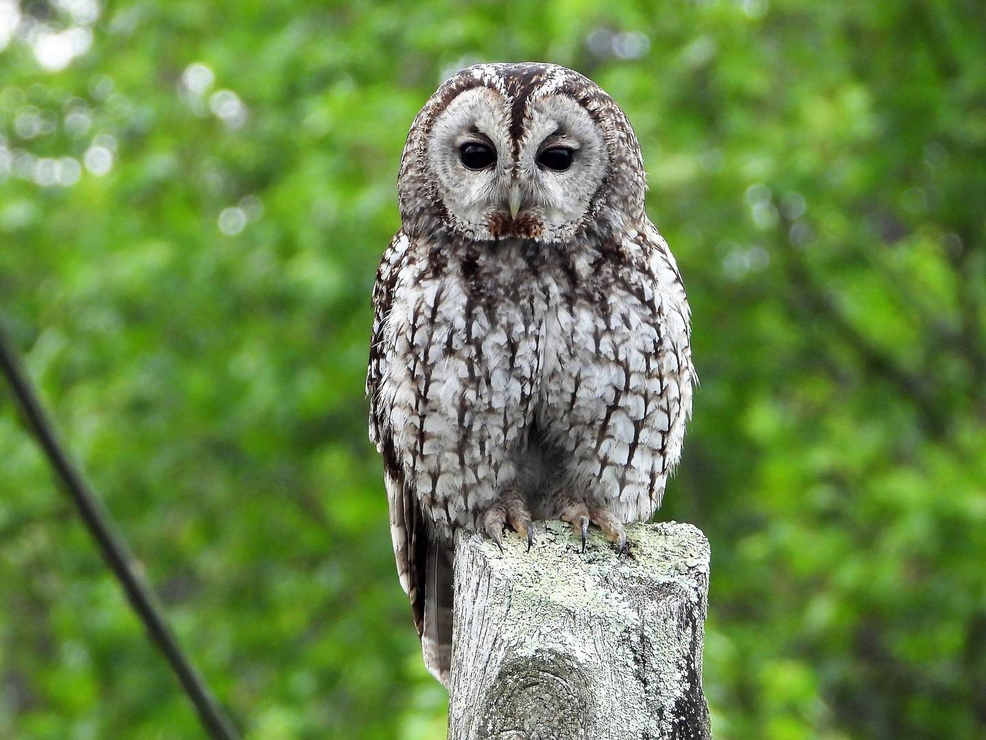 Từ Vựng Bài Nghe The Tawny Owl