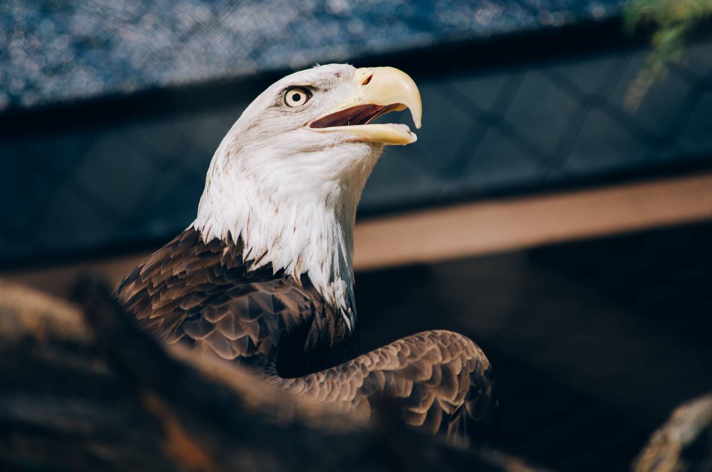 Từ Vựng Bài Đọc Nature On Display In American Zoos