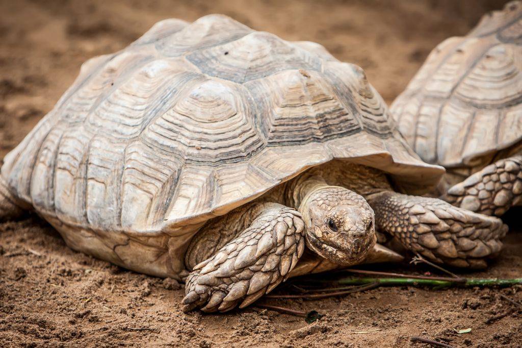 Từ Vựng Bài Đọc Flying Tortoises