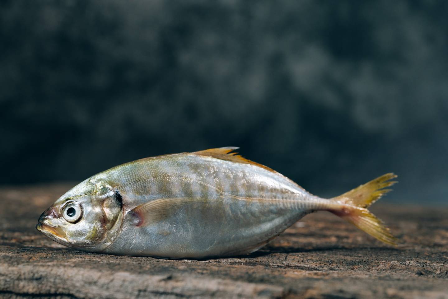 Từ Vựng Bài Nghe Creating Artificial Gills