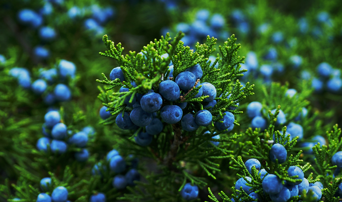 Từ Vựng Bài Nghe Saving The Juniper Plant