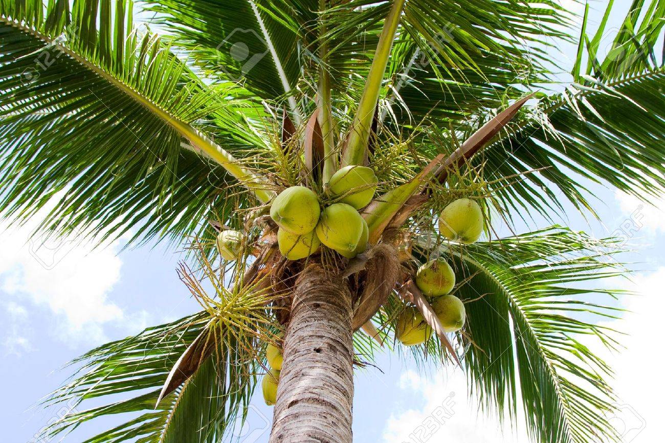 Từ Vựng Bài Đọc The Coconut Palm