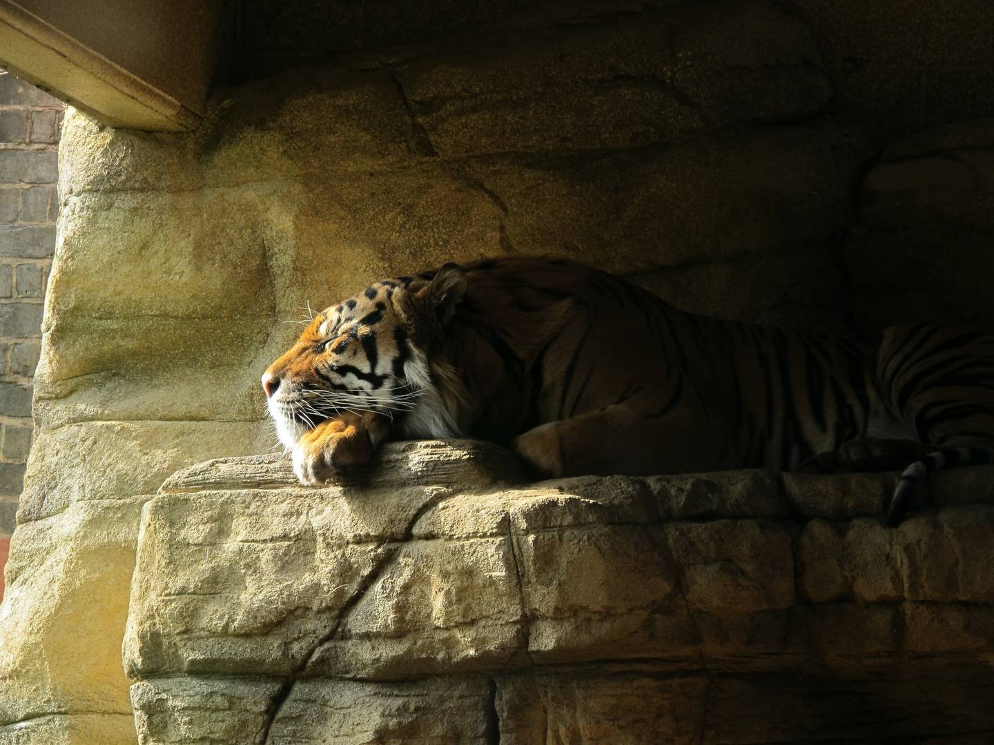 Từ Vựng Bài Đọc Why Are So Few Tigers Man-Eaters?