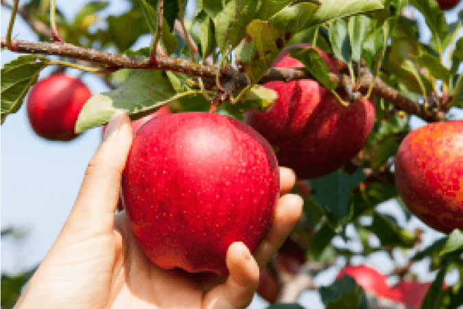 Từ Vựng Bài Nghe Fruit Picking