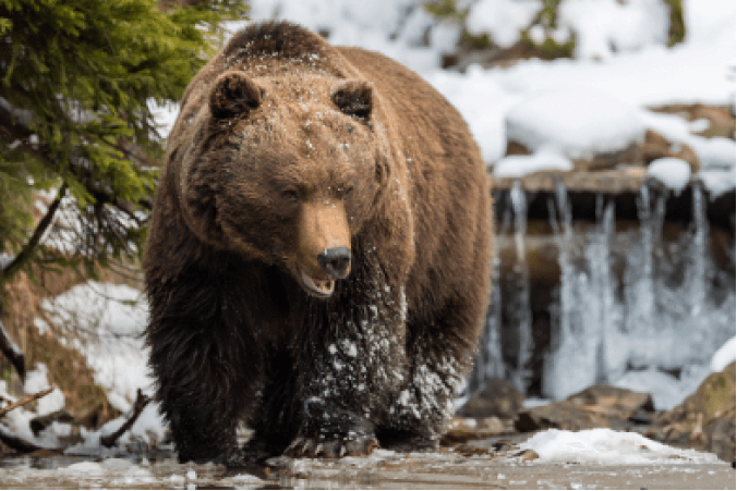 The Spirit Bear IELTS Listening Answers With Audio, Transcript, And Explanation