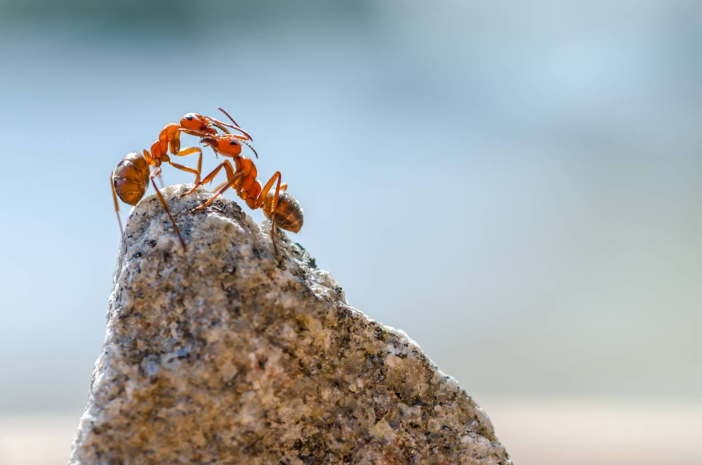 Từ Vựng Bài Đọc Leaf-Cutting Ants And Fungus