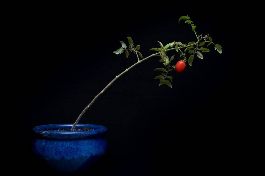 Từ Vựng Bài Nghe The increase in loneliness