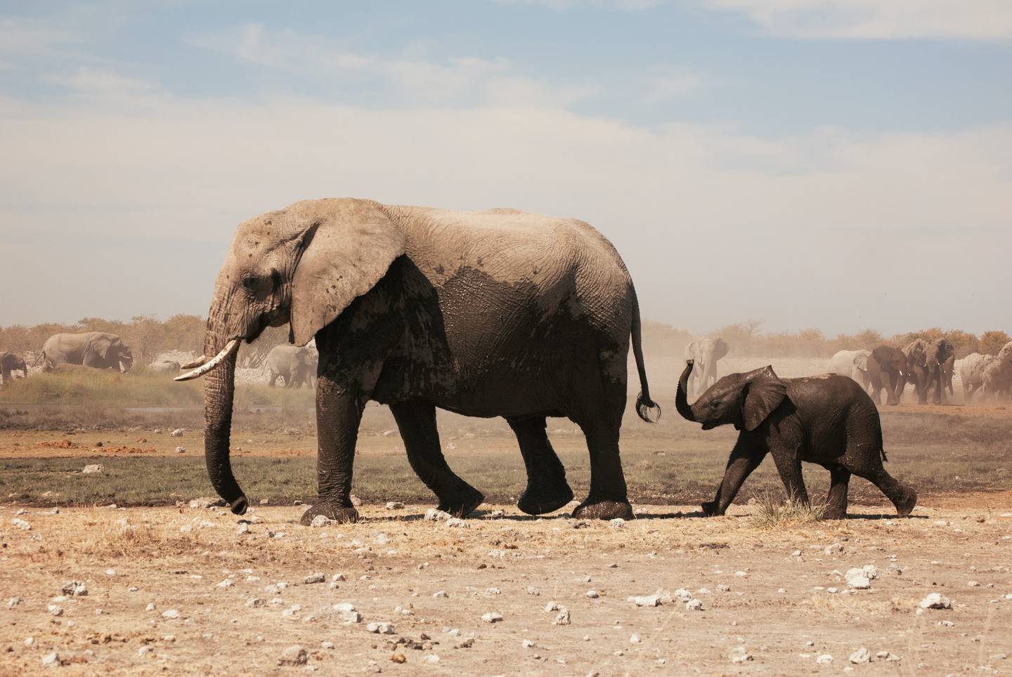 Từ Vựng Bài Đọc Elephant Communication