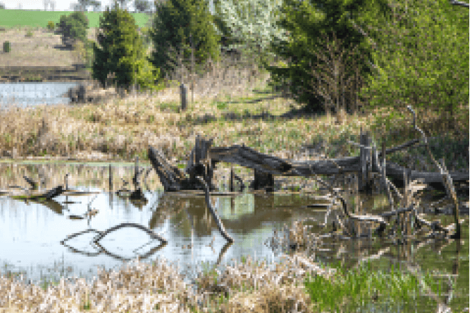 Từ Vựng Bài Nghe Byron National Park