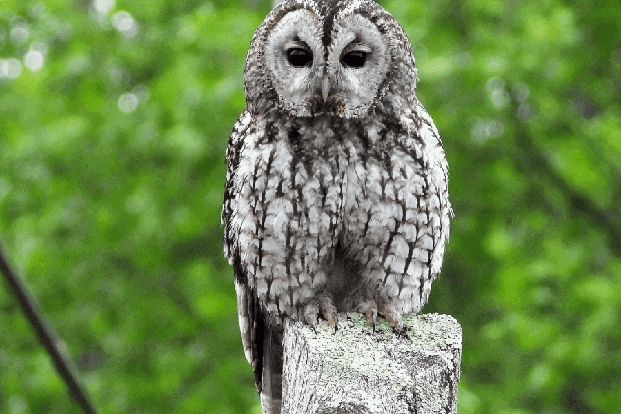 The Tawny Owl IELTS Listening Answers With Audio, Transcript, And Explanation