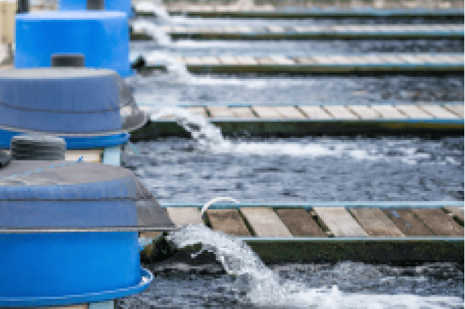 Từ Vựng Bài Nghe Fish Farming