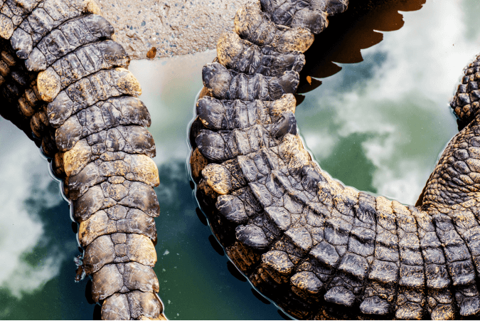 Từ Vựng Bài Nghe Study Of Crocodylus Niloticus
