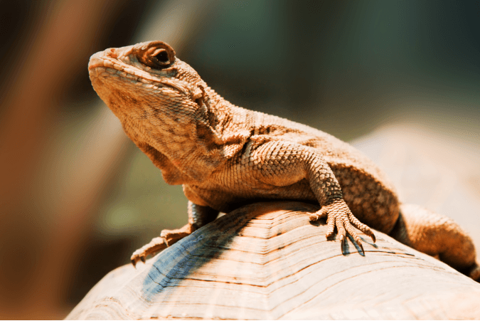 The Sleepy Lizard IELTS Listening Answers With Audio, Transcript, And Explanation