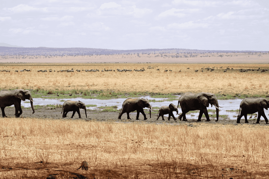 Elephant Translocation IELTS Listening Answers With Audio, Transcript And Explanation