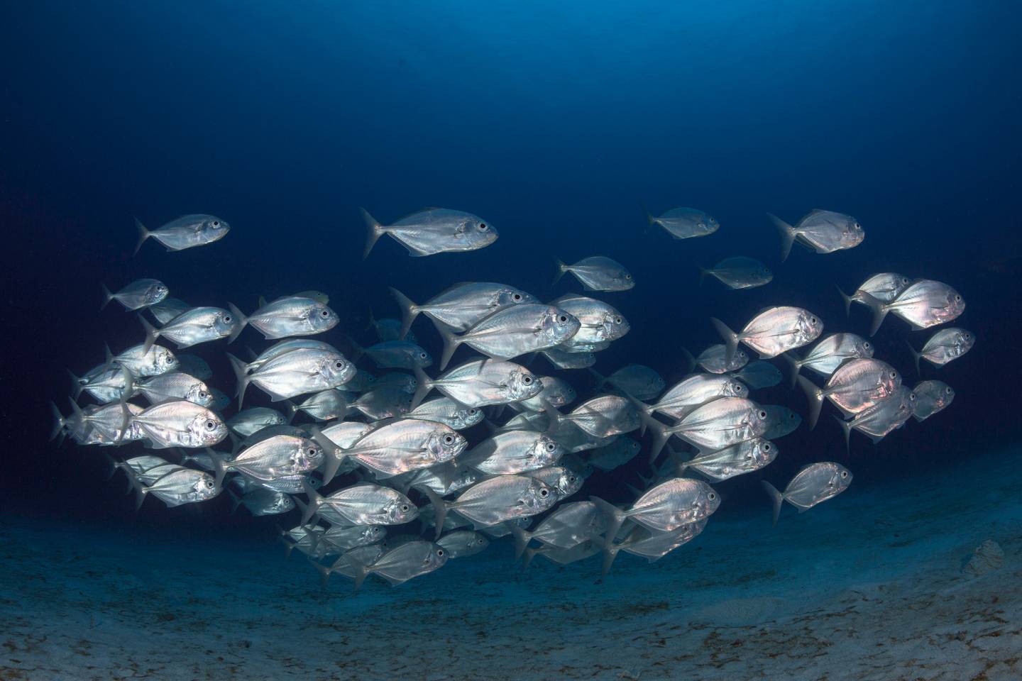 Từ Vựng Bài Đọc The Future Of Fish