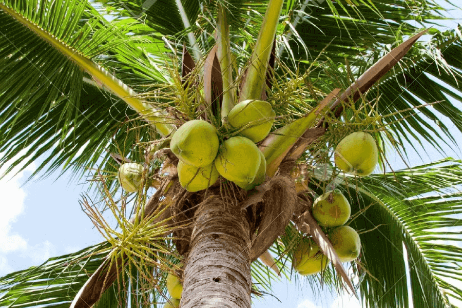 The Coconut Palm IELTS Reading Answers With Explanation IELTS Reading 