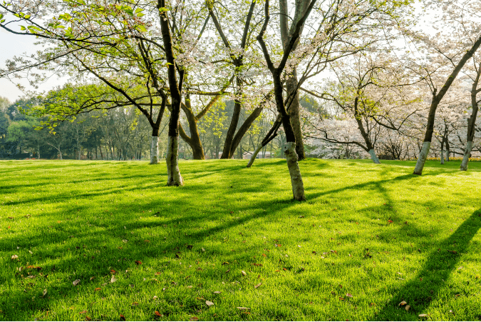 Public Parks IELTS Listening Answers With Audio, Transcript, And Explanation