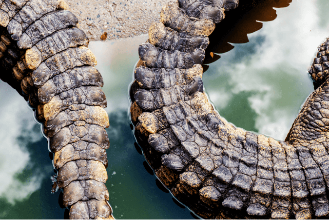 Study Of Crocodylus Niloticus IELTS Listening Answers With Audio, Transcript, And Explanation