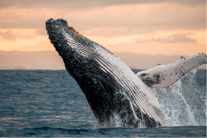 Từ Vựng Bài Nghe Mass Stranding Of Whales And Dolphins