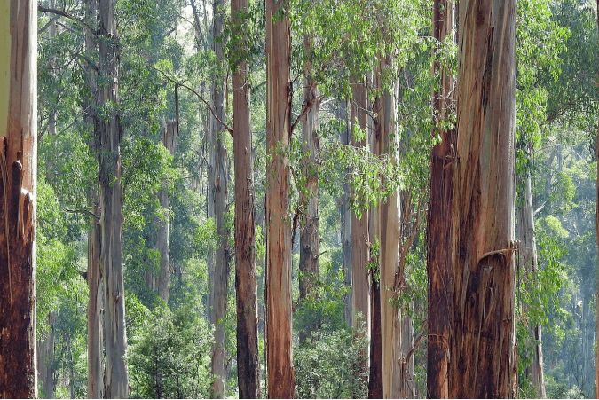 Từ Vựng Bài Nghe The Eucalyptus Tree In Australia