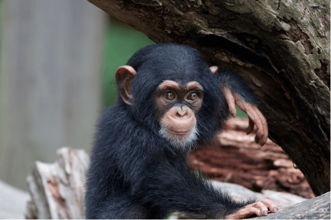 Chimpanzee Behaviours IELTS Listening Answers With Audio, Transcript, And Explanation