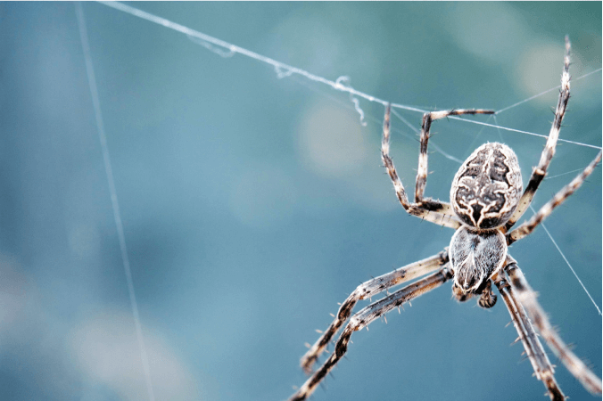 Từ Vựng Bài Nghe Exotic Pests