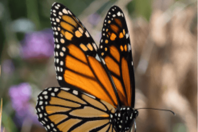Monarch Butterfly IELTS Listening Answers With Audio, Transcript, And Explanation